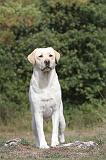 LABRADOR 055